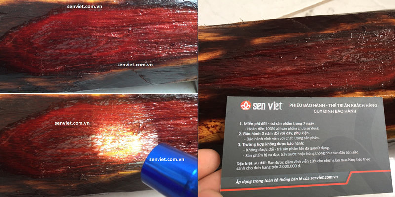 Khúc gỗ tử đàn đỏ Ấn Độ siêu VIP hiện đang được trưng bày tại VPGD của senviet.com.vn