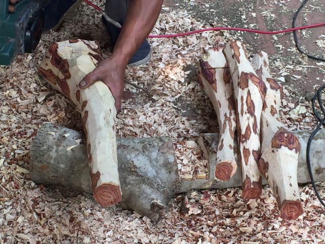 cây gỗ sưa sau khi mua về được sơ chế- đẽo lấy lõi.